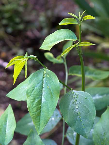 Tumbuhan saka