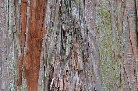 Chamaecyparis pisifera Bark