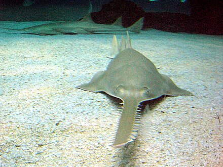 Sawfish are a family of rays which have a long rostrum resembling a saw. All species in the family are either endangered or critically endangered[11]
