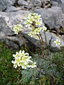 Saxifrage paniculée