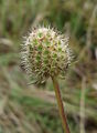 Scabiosa canescens, district Korneuburg in Lower Austria, on dry grassland