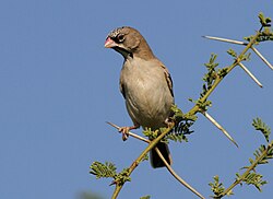 Scaly-feathered Weaver (Sporopipes squamifrons) at Mapungubwe National Park, Limpopo, South Africa (17679586748).jpg