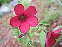Scarlet Flax in New Hampshire.JPG