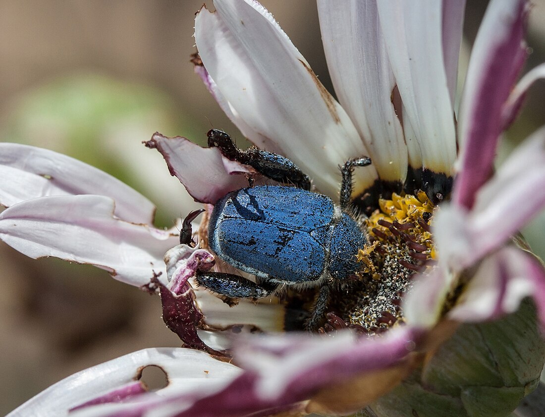 Scelophysa trimeni