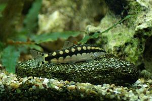 Dwarf loach (Ambastaia sidthimunki)