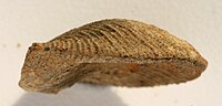 Miniatuur voor Bestand:Schellwienella pauli lateral.jpg