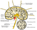 Thumbnail for File:Schematic of lymph node showing lymph sinuses pl.svg