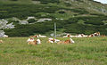 Cows near top of mountain Schneeberg