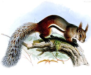 Rheithrosciurus Werpol