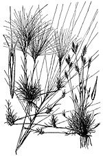 Thumbnail for Scleropogon brevifolius