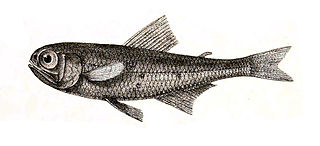 <i>Myctophum indicum</i> Species of fish