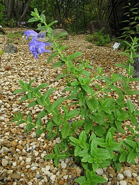 Scutellaria strigillosa