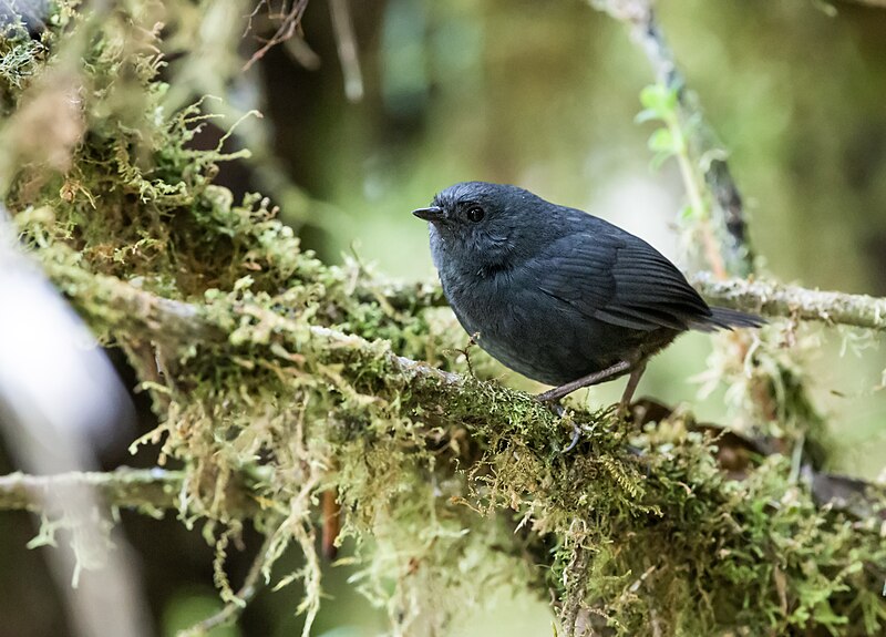 File:Scytalopus acutirostris - Tschudi's Tapaculo 2.jpg