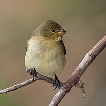 Kylvösiemen (Sporophila sp.) Naaras. JPG