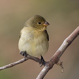 Seedeater Sporophila sp. ♀