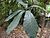 Semecarpus anacardium-small plant-l.jpg