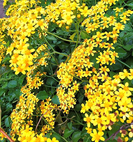 Senecio angulatus