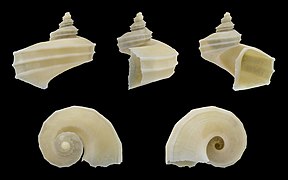 Separatista helicoides, shell