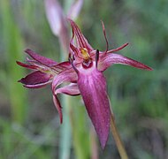 Serapias strictiflora