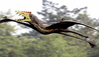 <i>Sericipterus</i> Genus of rhamphorhynchid pterosaur from the Late Jurassic