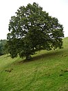 State tree of Wales