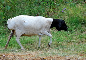 Persa de cabeza negra en Pretoria.