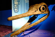 Shonisaurus skull.jpg 