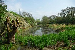 Shotgate Pond - geograph.org.uk - 1253349.jpg