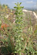 Sideritis montana