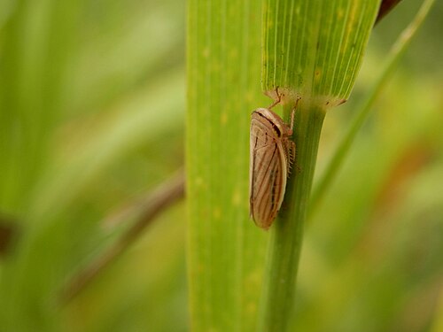 Hemiptera