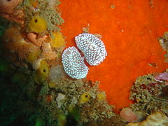 Silvertip nudibranchs