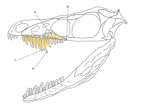 File:Sinornithosaurus Skull.svg