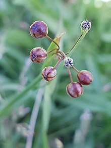 Sisyrinchium micranthum03.jpg