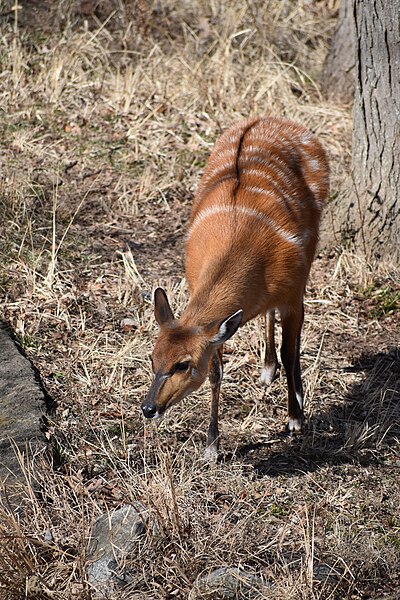 File:Sitatunga heading downhill (35305465002).jpg