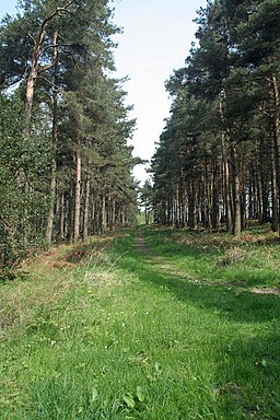 Slaley Forest - geograph.org.uk - 796598