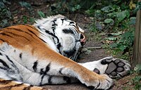 A sleeping tiger Sleeping tiger in Dierenpark Emmen (4991152664).jpg