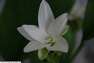 <i>Smithatris</i> Genus of flowering plants in the ginger family Zingiberaceae