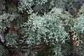 Cupressus glabra (Smooth Arizona Cypress)