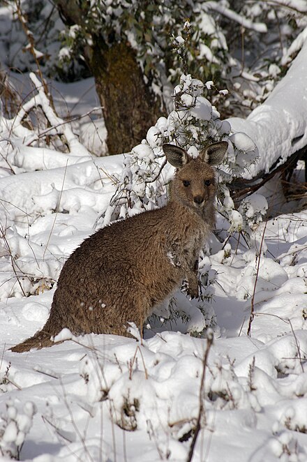 A joey in snow