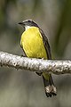 * Nomination Social flycatcher (Myiozetetes similis texensis) --Charlesjsharp 18:39, 9 April 2023 (UTC) * Promotion  Support Good quality. --Ermell 18:43, 9 April 2023 (UTC)