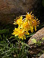 Florkorbetoj kun floroj en la infloresko de Solidago virgaurea subsp. minuta.
