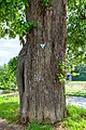 Sommerlinde, Tilia platyphyllos Baum des Jahres 1991 }}