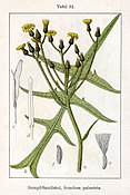 Sonchus palustris Sturm51.jpg