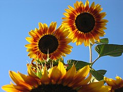 21.6.08 Sonnenblumen