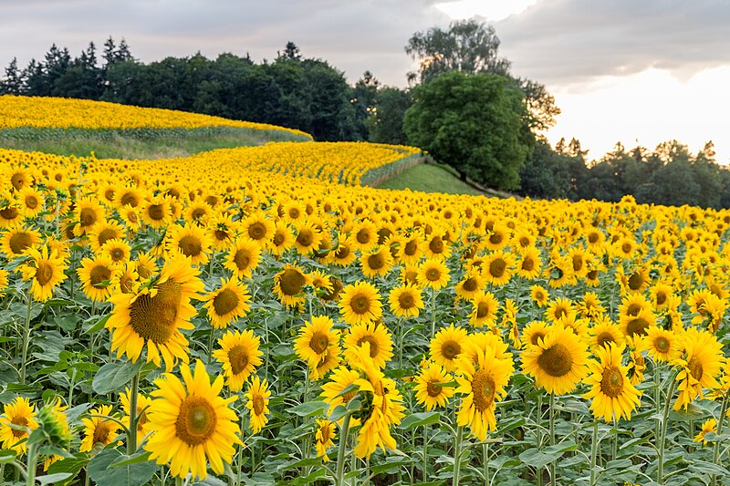 File:Sonnenblumenfeld ob Tägerwilen TG (2015).jpg