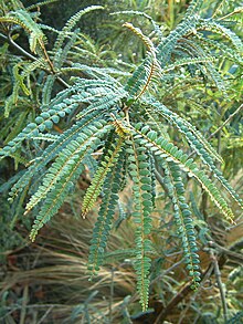 Sophora-godleyi-foliage.jpg