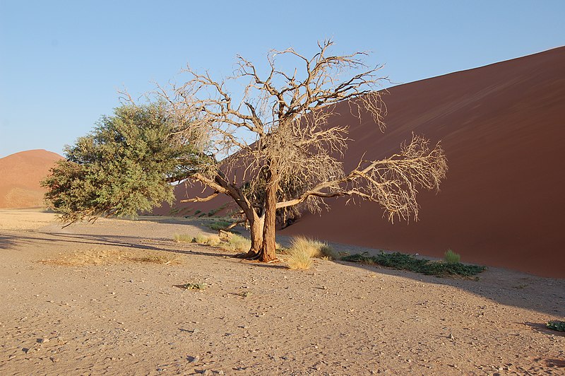 File:Sossusvlei, Namibia (3137697141).jpg