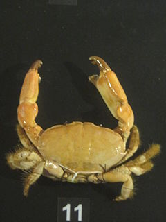 <i>Lachnopodus</i> Genus of crabs