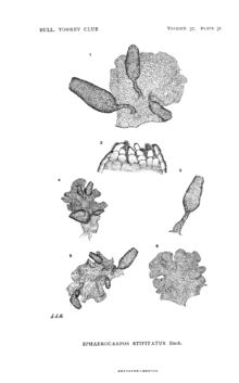 Skisse av 1,2) hoplantar, 3,4) hannplantar. Caroline C. Hayes