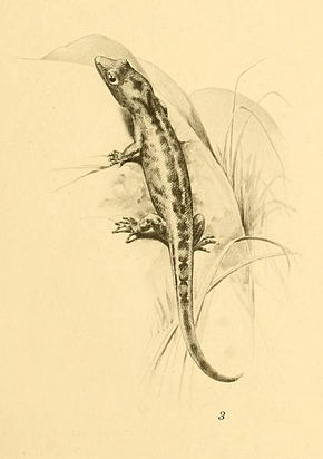 Billedbeskrivelse Sphaerodactylus goniorhynchus 01-Barbour 1921.jpg.